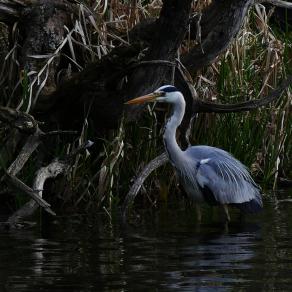 Heron