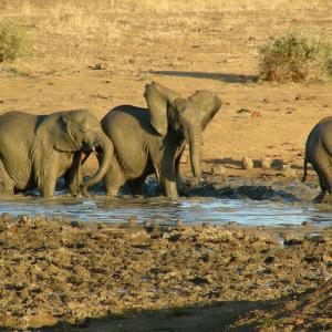 South Africa. Animals