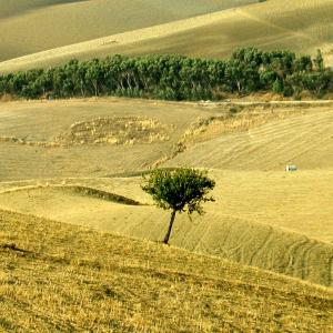 Italy. Sicily, Enna colors of summer