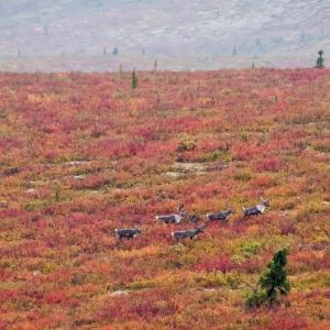 USA. Alaska 1/3. Life forms