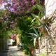 Ruelle fleurie de Collioure