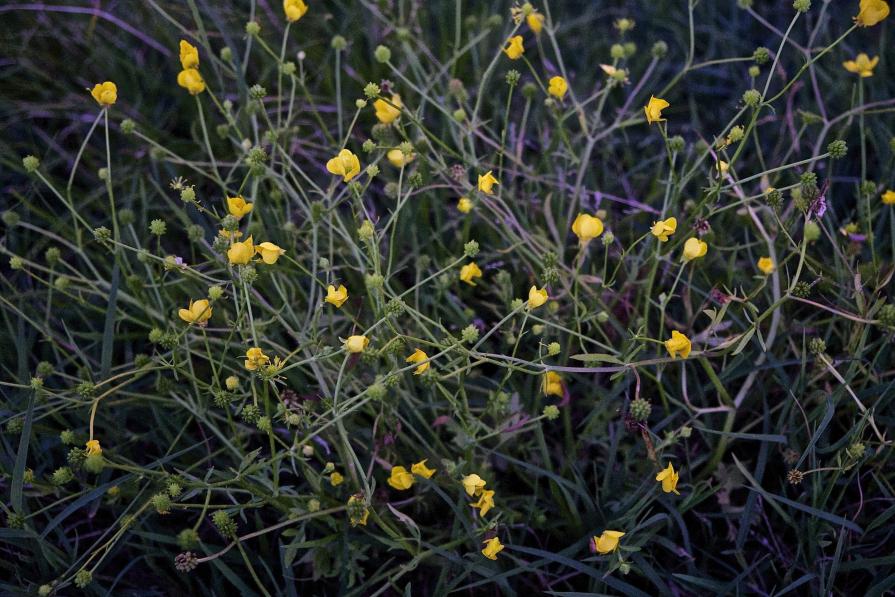 I fiori a sera s’adagiano alla poca luce