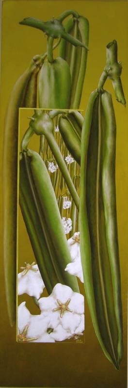 Hoya linearis