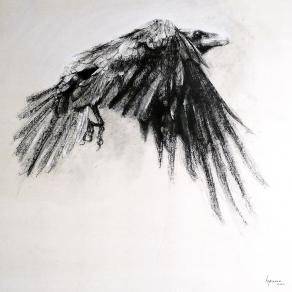 Corvus corone