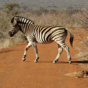 South Africa. Animals