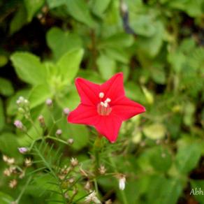 Red & Green