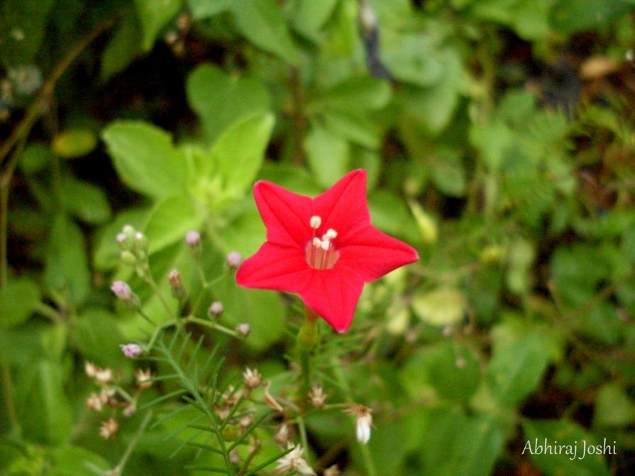 Red & Green