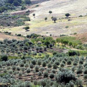 Italy. Calabria. Countryside