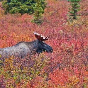 USA. Alaska 1/3. Life forms