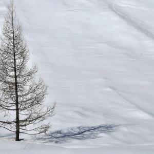 Italy. Val d'Aosta. White and his reflexes