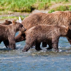 USA. Alaska 1/3. Life forms