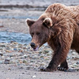 USA. Alaska 1/3. Life forms