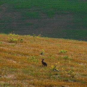 ieri ho incontrato una principessa tra i campi