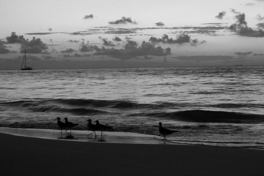 Amanace con gaviotas