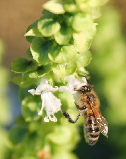 Ape su fiore di basilico