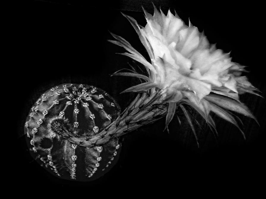 Flowers BW