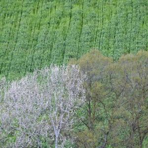 Italy. Basilicata & Campania. Dropouts and rediscovered