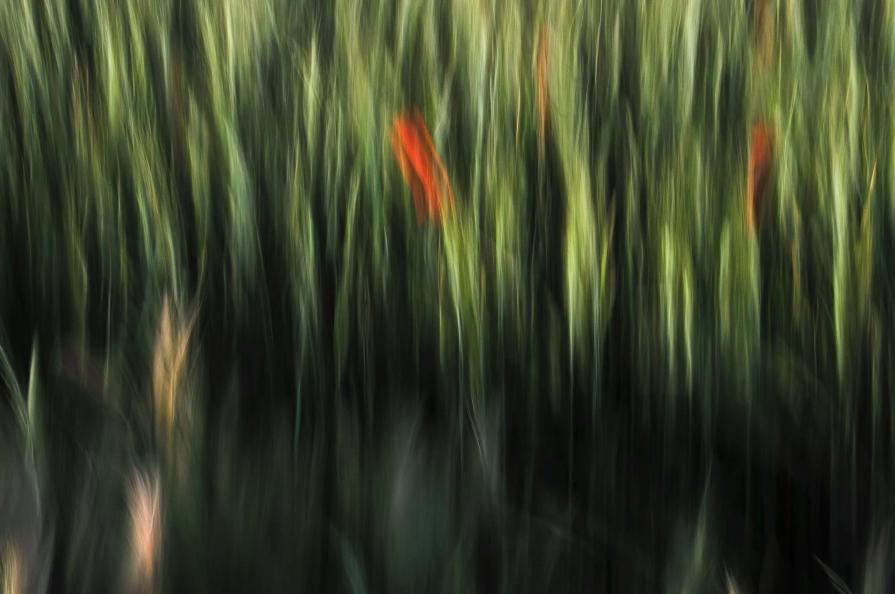 Poppies and wheat