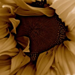 Chocolate Sunflower