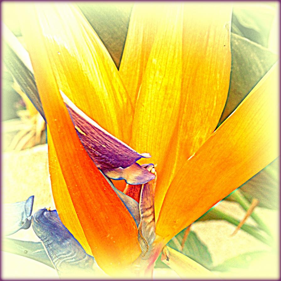 Bird of Paradise 