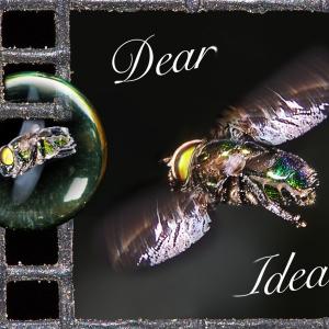 Dear Idea 1