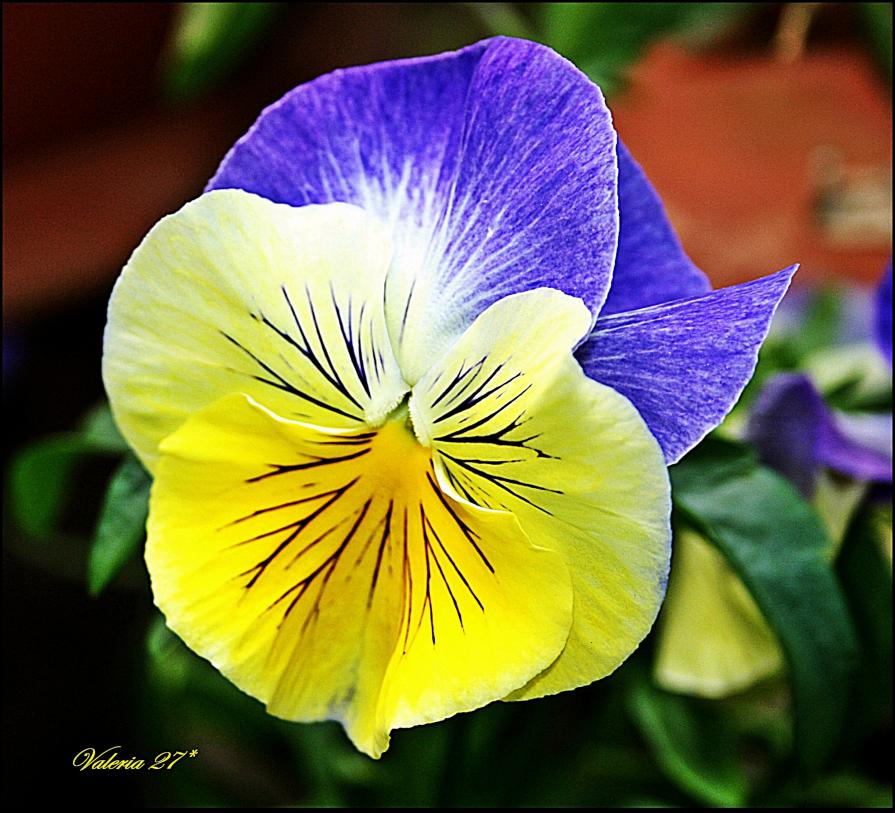 fiore giallo viola 