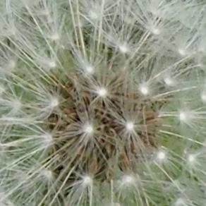 Dandelion Clock