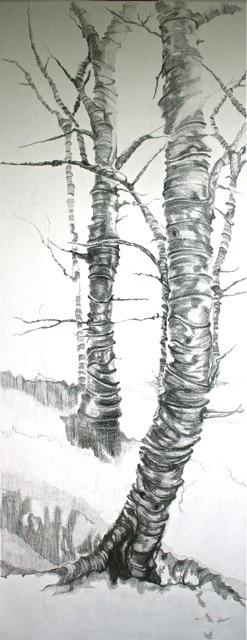 Silver birches