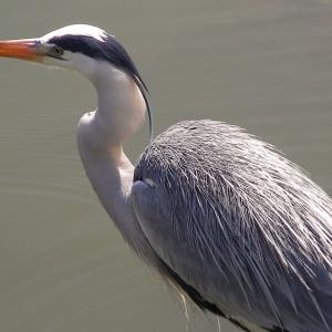 South Africa. Animals