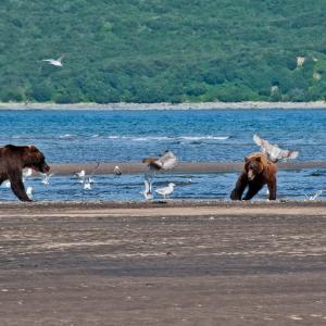 USA. Alaska 1/3. Life forms