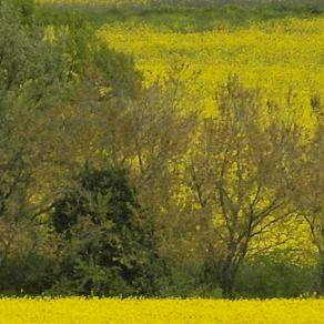 giallo e verde