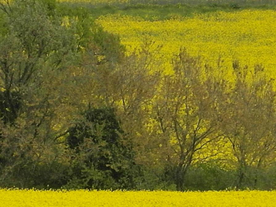 giallo e verde