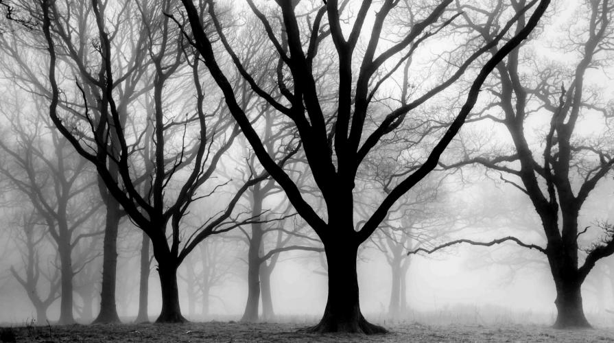 Oaks in the mist