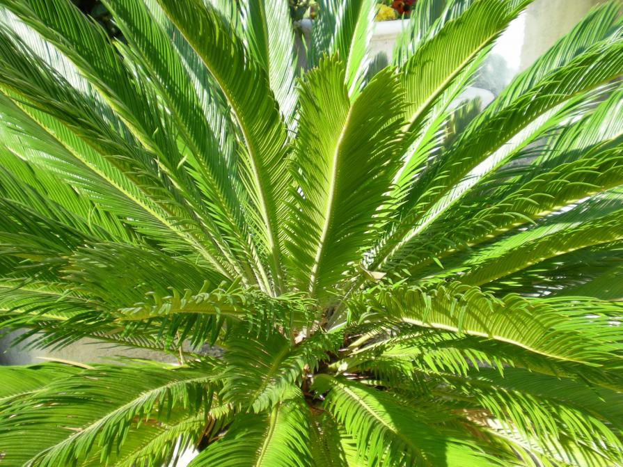 Palme