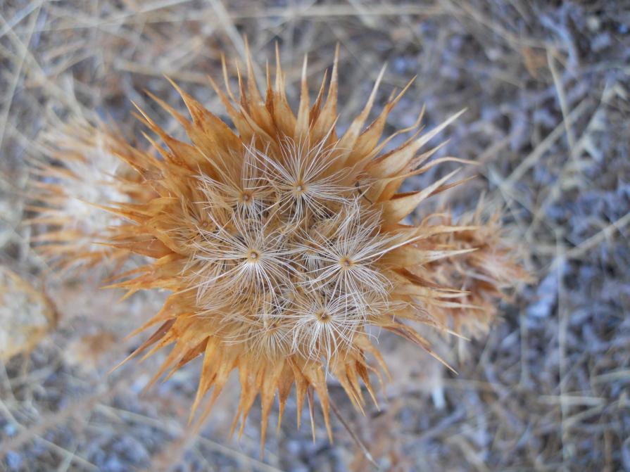 IL FASCINO DELLE SPINE