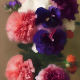 Carnations and Violets