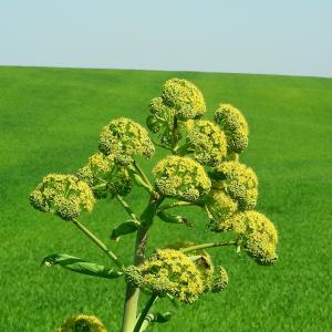 Italy. Puglia. Inland Bari