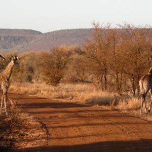 South Africa. Animals