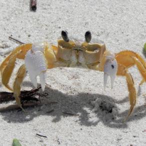 Small crab