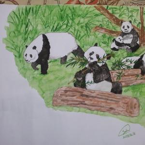 Panda