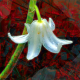 white bluebell on mulch