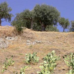 Italy. Calabria. Countryside