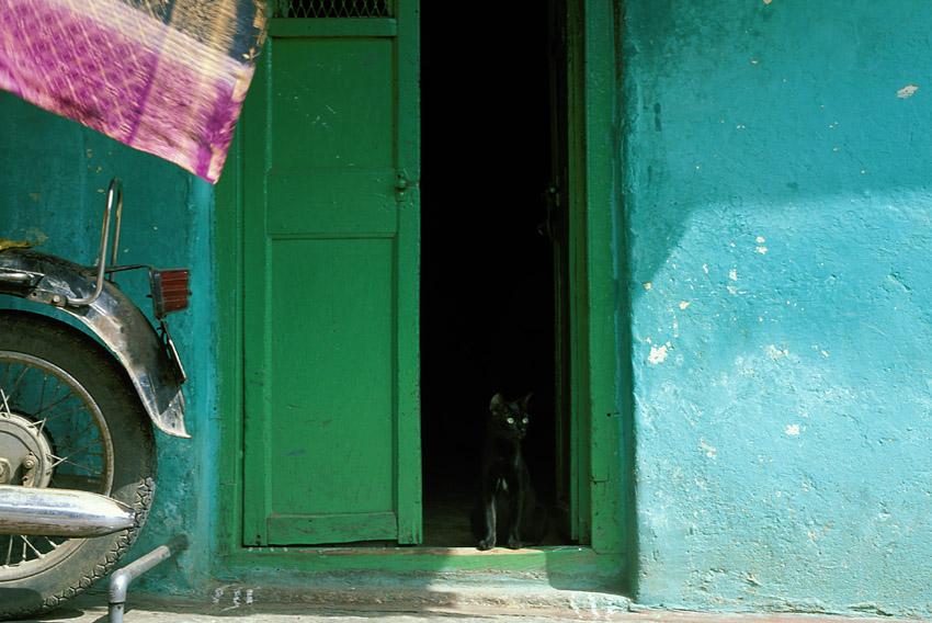 Il gatto di Mysore