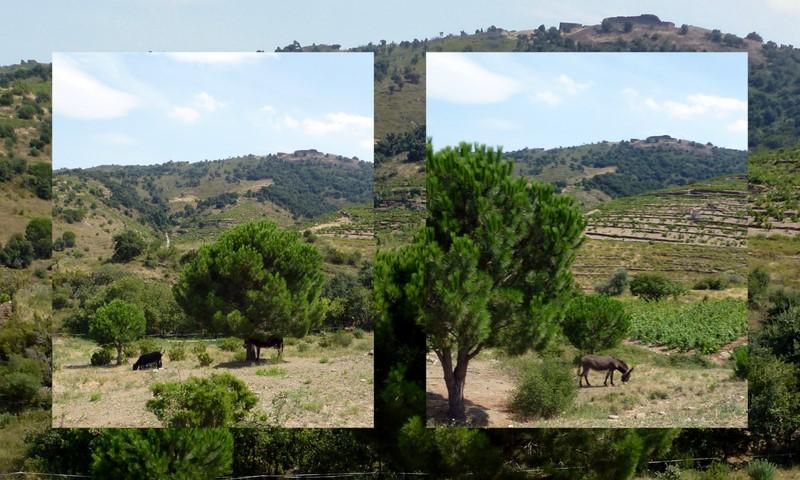 Dans la campagne catalane