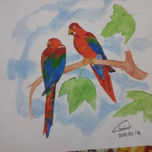 Macaw