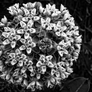 Flowers BW