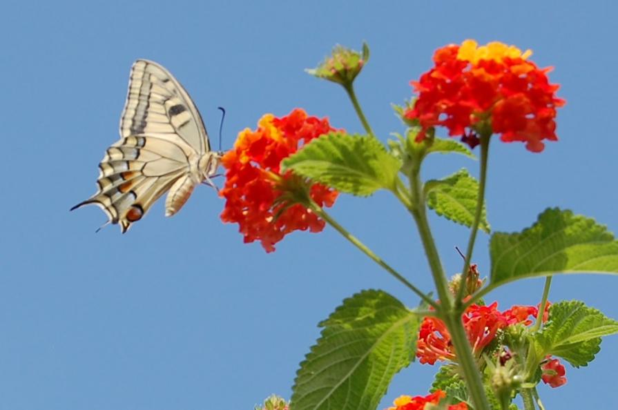 Nel mio giardino