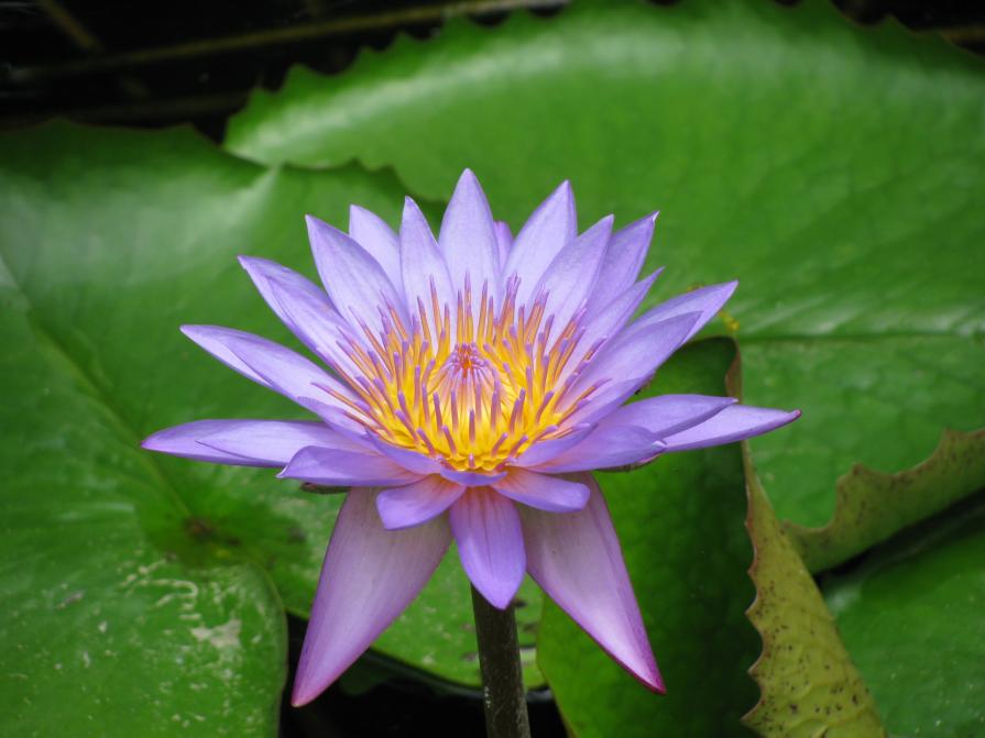 Violet Lotus