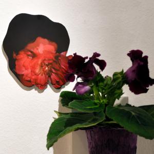 Szilvi Toth: FlowerPower Exhibition