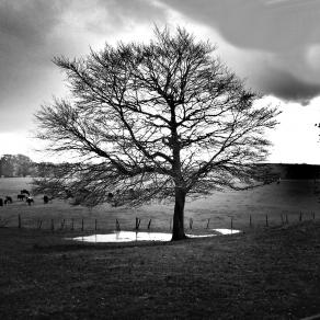 Magic tree of Ireland